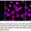 Thumbnail: Anti-EHD1 Rabbit mAb #1953
