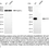 Thumbnail: KD-Validated Anti-GC1q R Rabbit Monoclonal Ab#69616