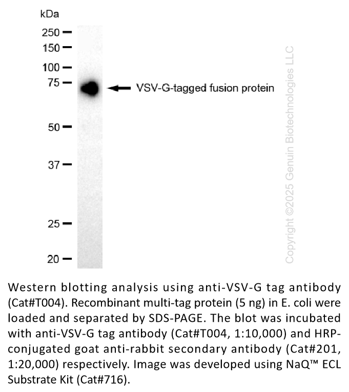 Anti-VSV-G tag Rabbit Monoclonal Ab #T004
