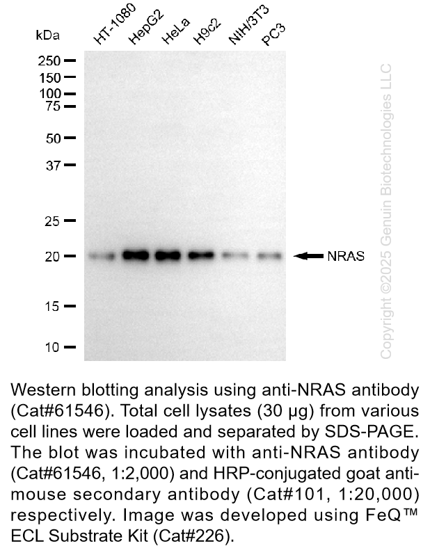 KD-Validated Anti-NRAS Mouse Monoclonal Ab #61546