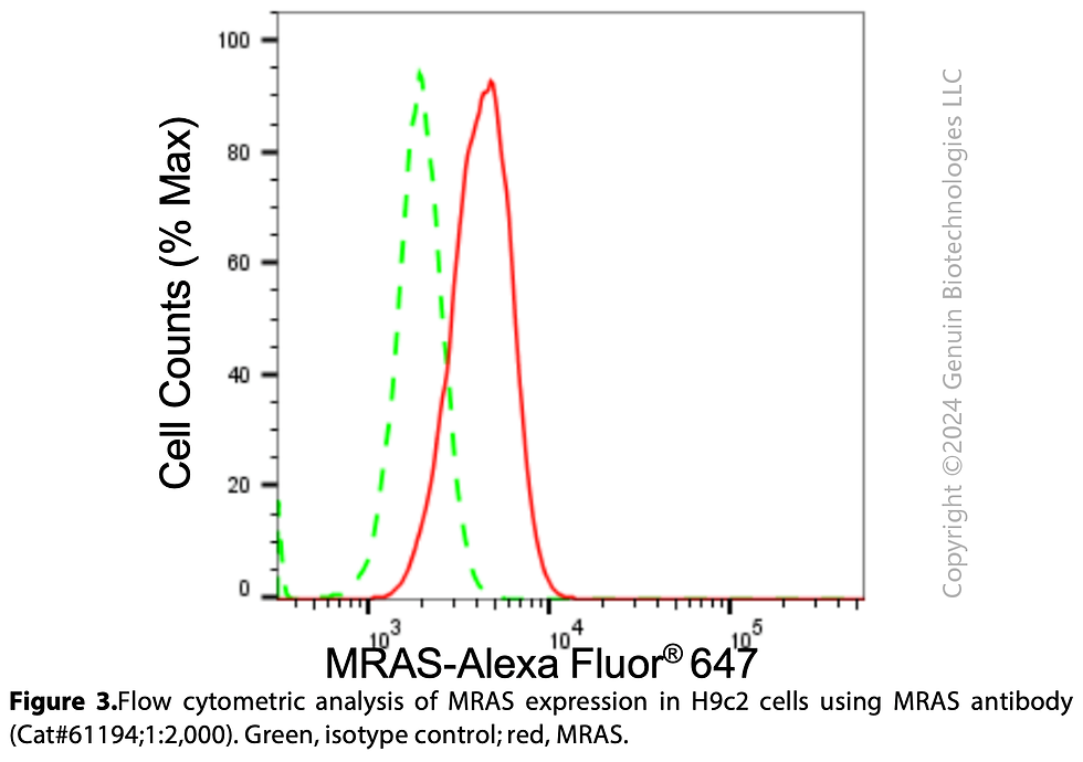 Thumbnail: KD-Validated Anti-MRAS Rabbit mAb #61194