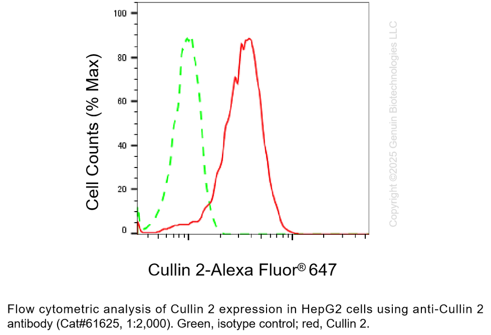 Thumbnail: KD-Validated Anti-Cullin 2 Rabbit Monoclonal Ab #61625