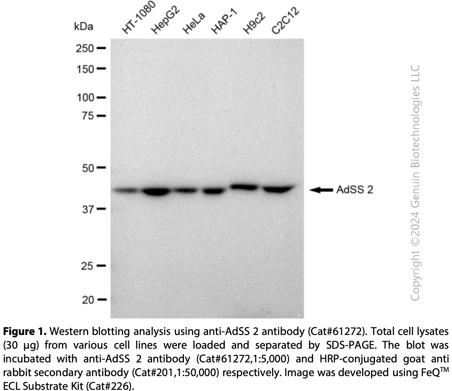 KD-Validated Anti-AdSS 2 Rabbit mAb #61272