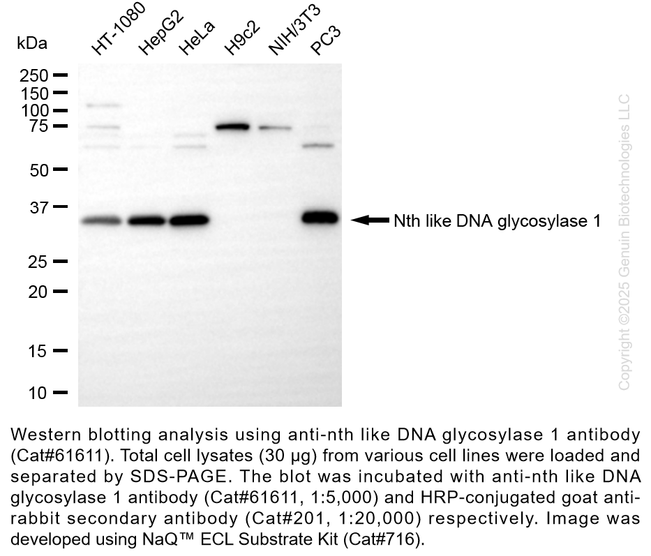 KD-Validated Anti-Nth Like DNA Glycosylase 1 Rabbit mAb #61611