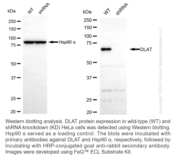 WB-Validated DLAT Knockdown Cell Lysate Kit#L2417