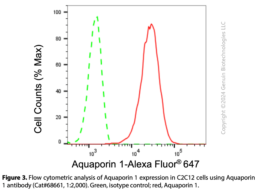 Thumbnail: KD-Validated Anti-Aquaporin 1 Rabbit Monoclonal Ab #68661