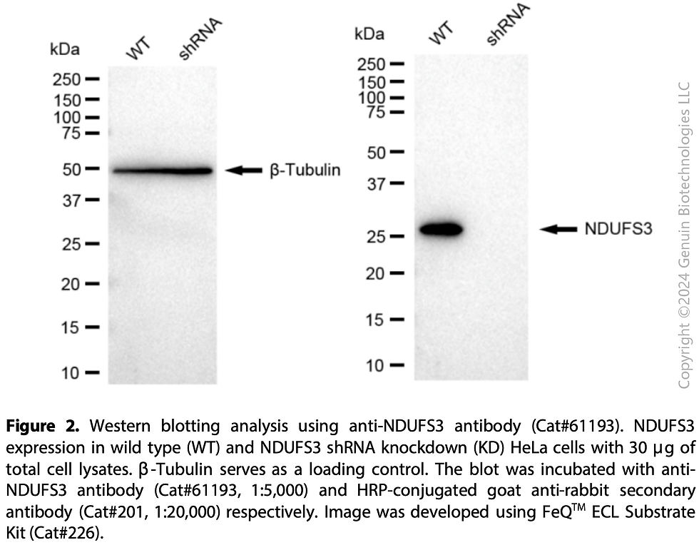 Thumbnail: KD-Validated Anti-NDUFS3 Rabbit mAb #61193