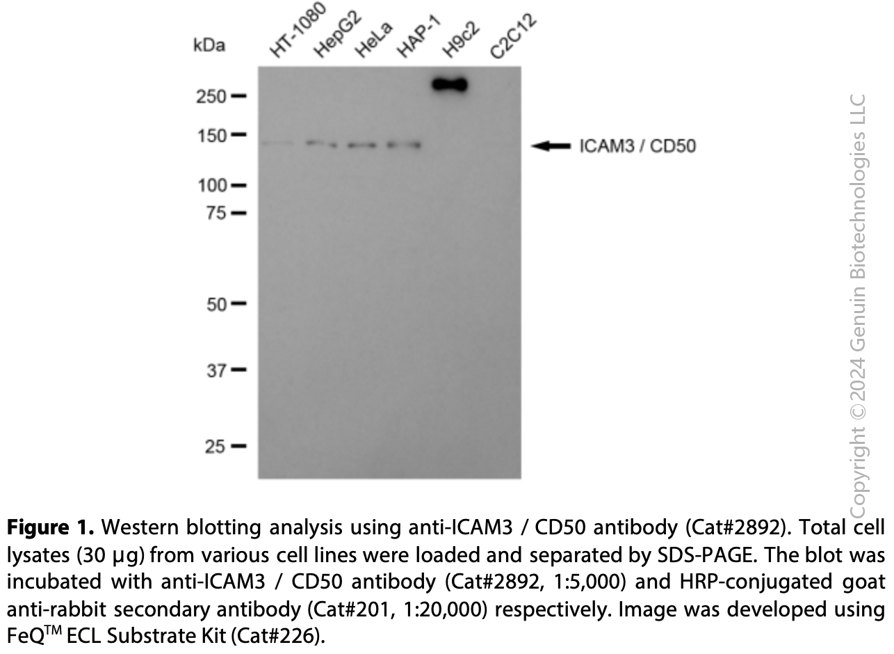 Anti-Intercellular Adhesion Molecule 3 Rabbit mAb #2892