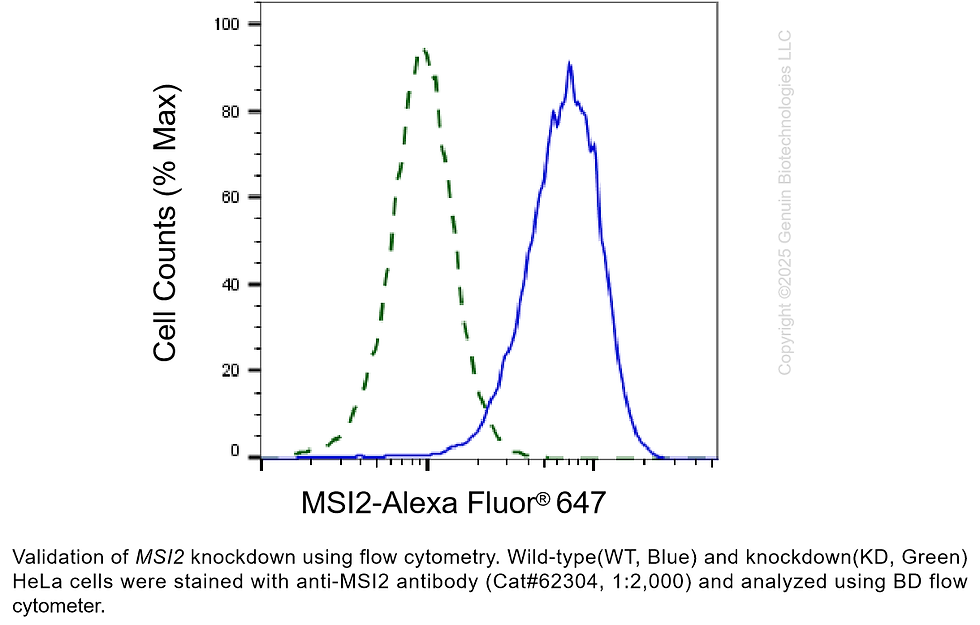 Thumbnail: KD-Validated Anti-Musashi RNA Binding Protein 2 Rabbit Monoclonal Ab#62304