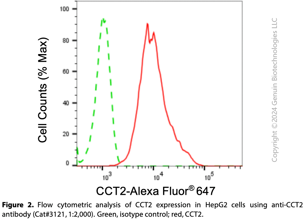 Thumbnail: Anti-Chaperonin Containing TCP1 Subunit 2 Rabbit mAb #3121