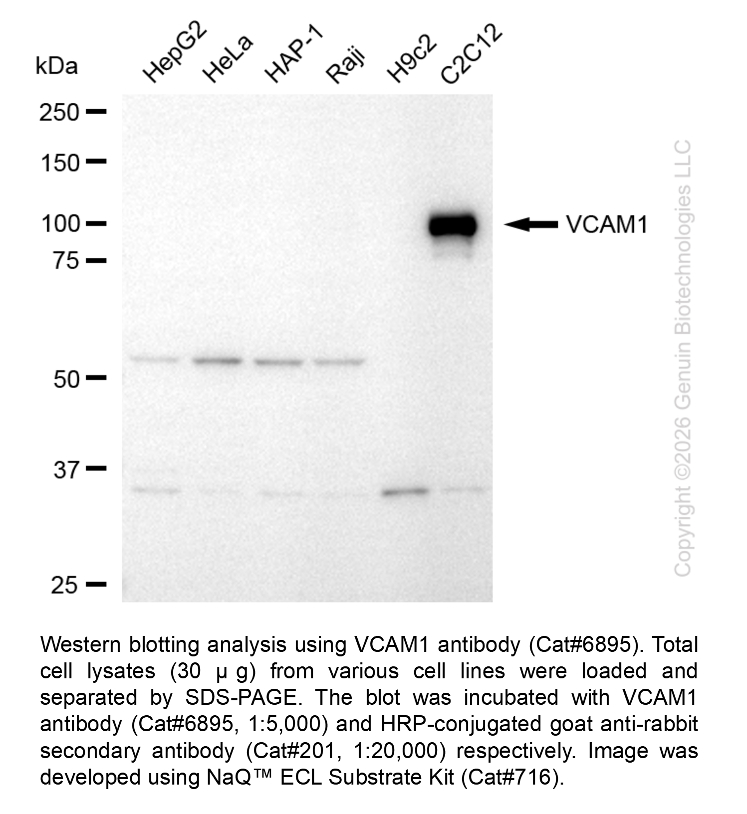 VCAM1 Recombinant Rabbit mAb #6895