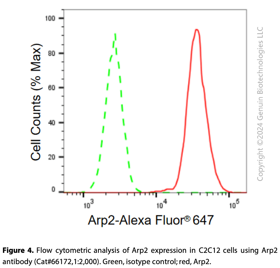 Thumbnail: KD-Validated Anti-Arp2 Rabbit Monoclonal Ab#66172