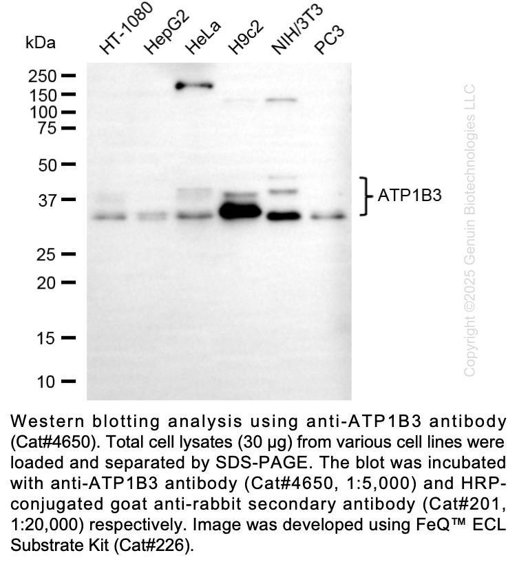 Anti-ATP1B3 Rabbit Monoclonal Ab #4650