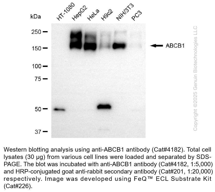 Anti-ABCB1 Rabbit Monoclonal Ab #4182