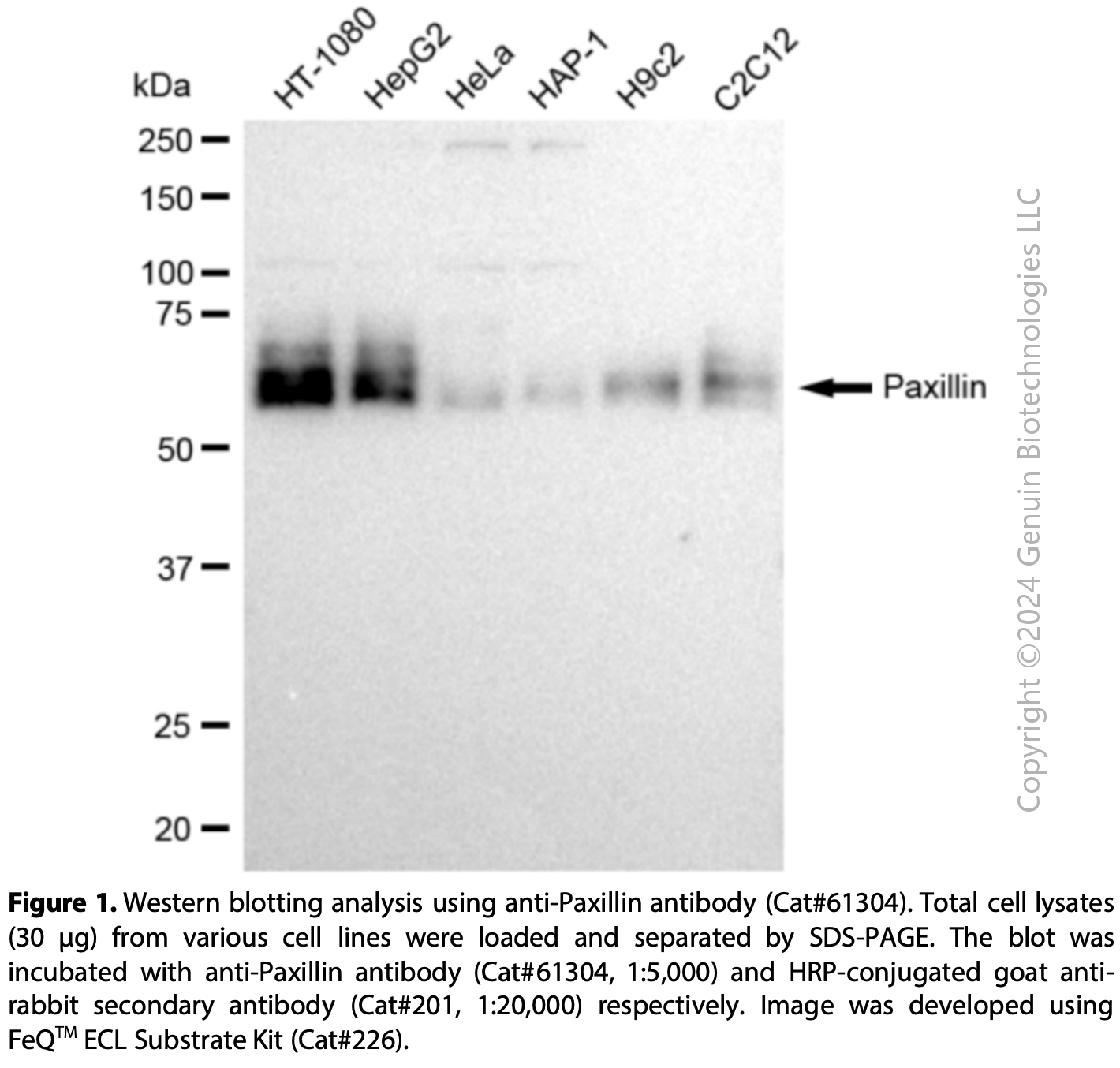 KD-Validated Anti-Paxillin Rabbit mAb #61304