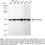 Thumbnail: KD-Validated Anti-PPP2R5E Rabbit Monoclonal Ab#62517