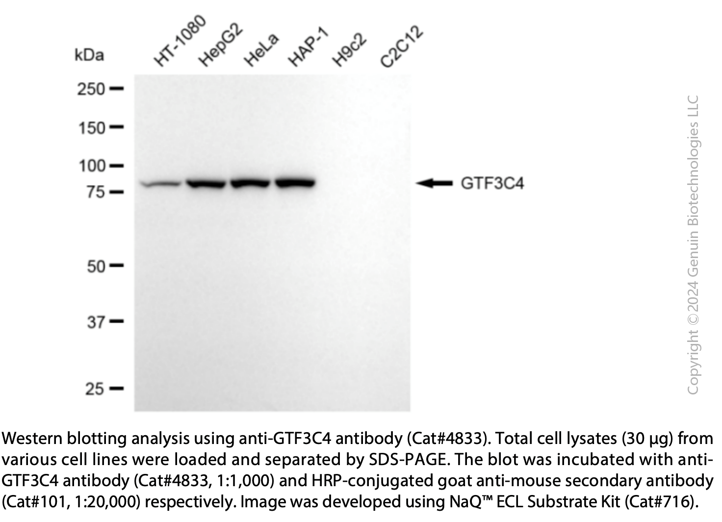 Anti-GTF3C4 Mouse Monoclonal Ab #4833