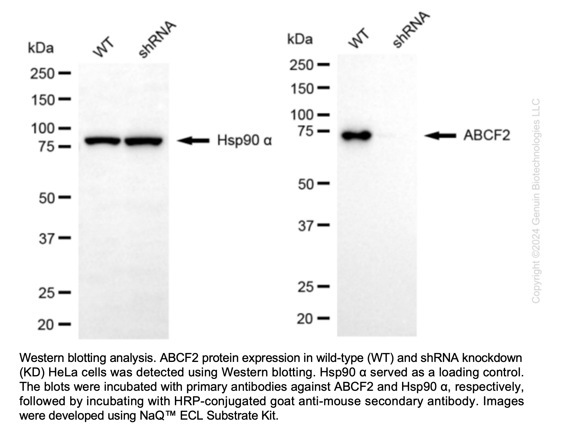Human ABCF2 Knockdown Cell Line (WB-Validated) #C63583