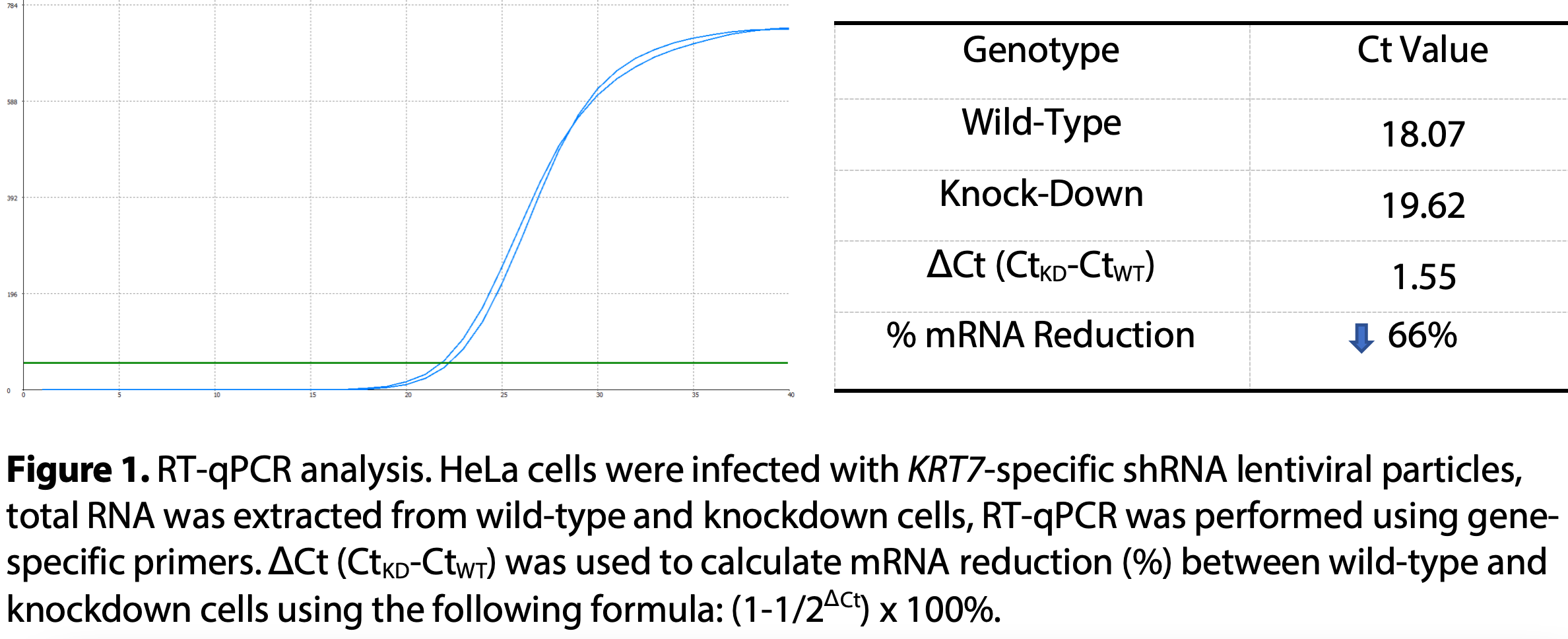 WB-Validated KRT7 Knockdown Cell Lysate Kit#L61526