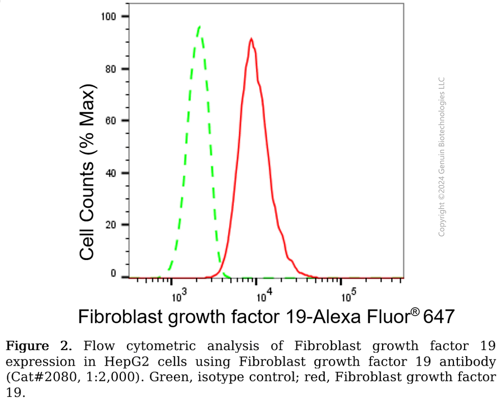 Thumbnail: Anti-Fibroblast Growth Factor 19 Rabbit mAb #2080