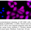 Thumbnail: KD-Validated Anti-Phospho-CDC37 (S13) Rabbit Monoclonal Ab#61606