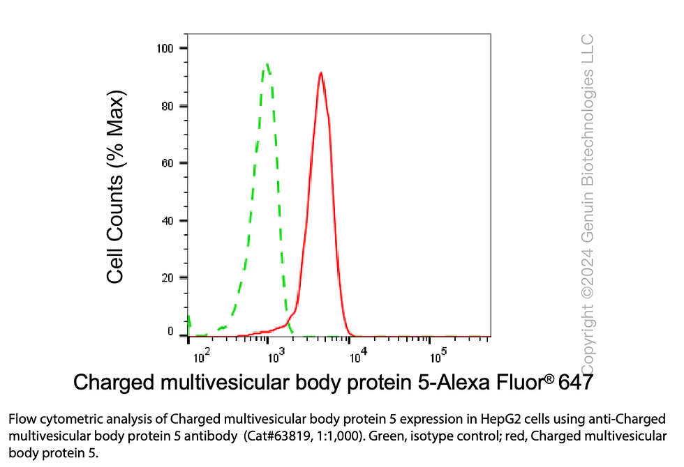 Thumbnail: KD-Validated Anti-CHMP5 Mouse Monoclonal Ab #63819