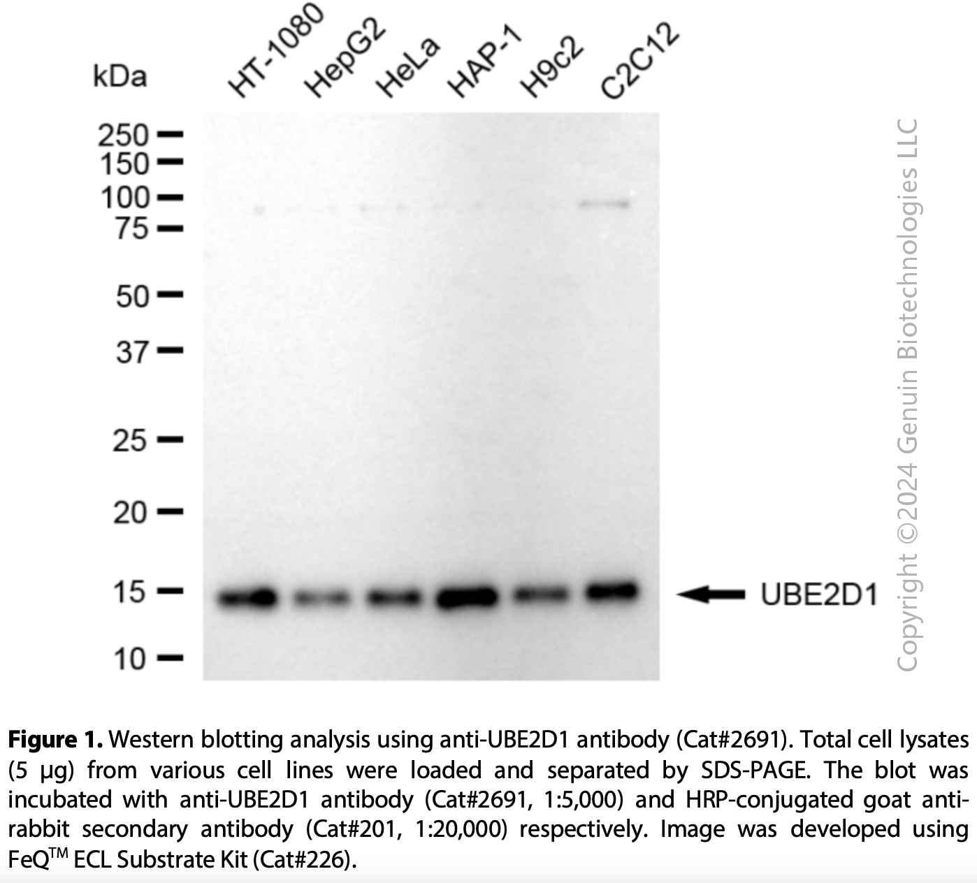 Anti-UBE2D1 Rabbit mAb #2691