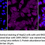 Thumbnail: KD-Validated Anti-RAD21 Cohesin Complex Component Rabbit Monoclonal Ab#62556