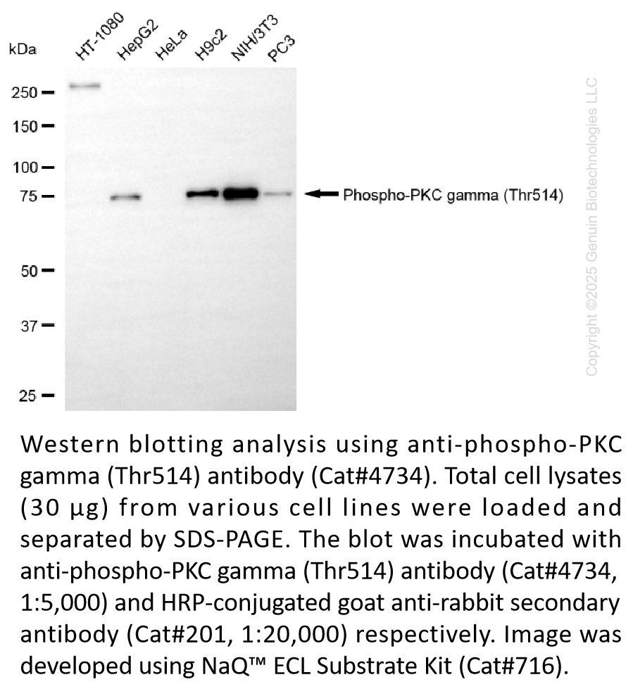 Anti-Phospho-PKC Gamma (Thr514) Rabbit mAb #4734