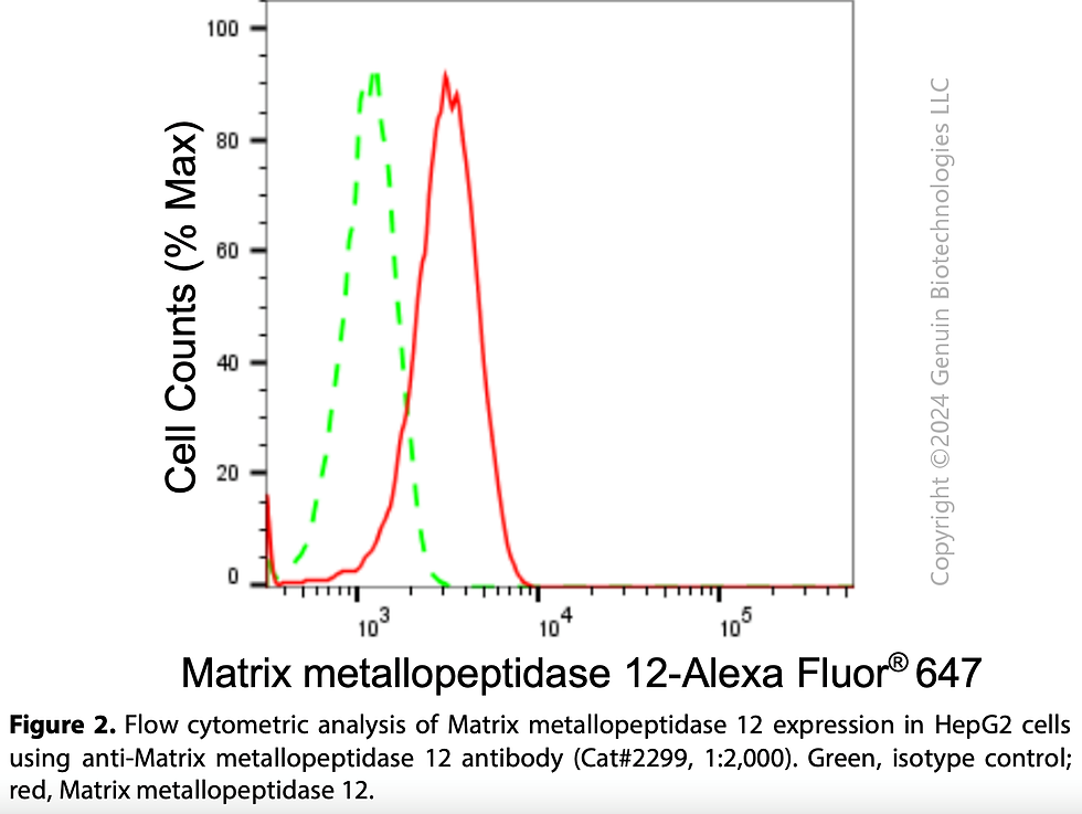 Thumbnail: Anti-Matrix Metallopeptidase 12 Rabbit mAb #2299