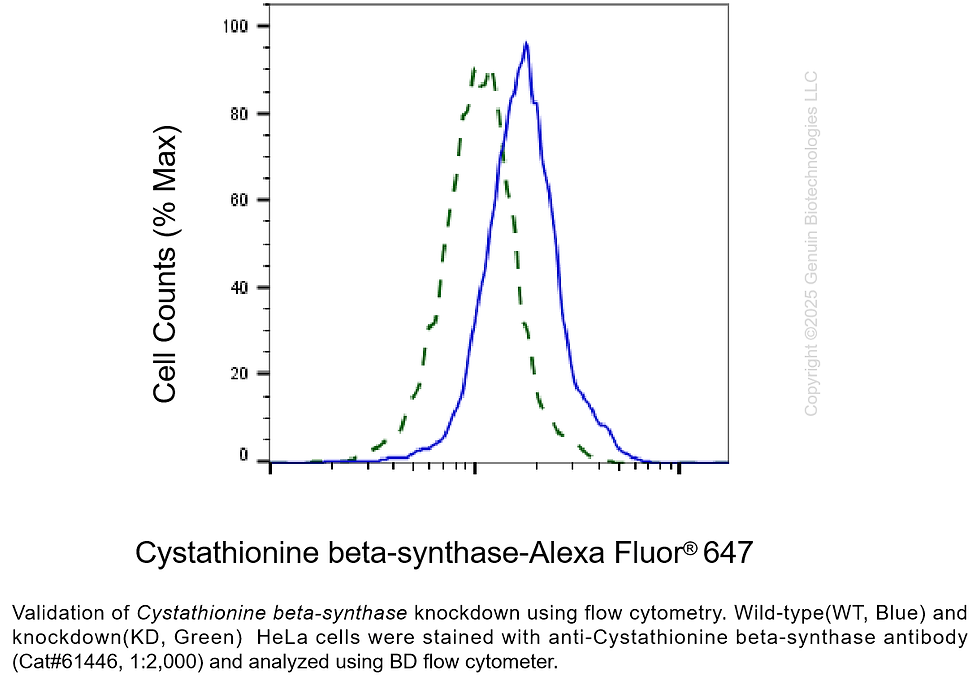 Thumbnail: KD-Validated Anti-Cystathionine Beta-Synthase Rabbit Monoclonal Ab#61446