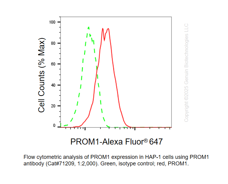 Thumbnail: KO-Validated Anti-Prominin Rabbit Monoclonal Ab #71209