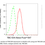 Thumbnail: Anti-TBC1D4 Rabbit Monoclonal Ab #5312