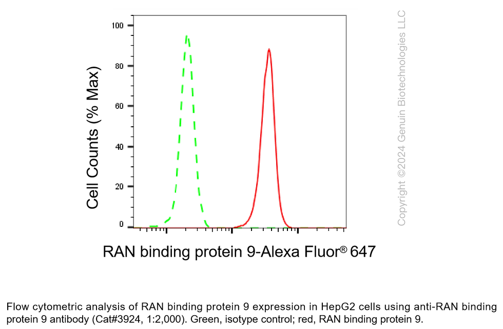 Thumbnail: Anti-RAN Binding Protein 9 Rabbit Monoclonal Ab #3924