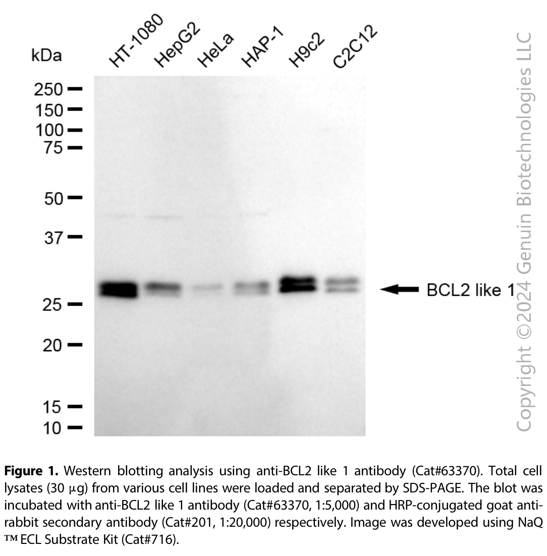 KD-Validated Anti-BCL2 Like 1 Rabbit Monoclonal Ab#63370
