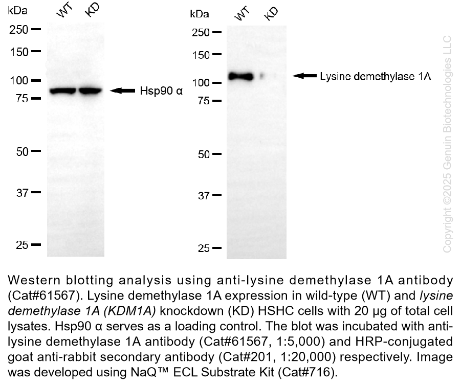 Thumbnail: KD-Validated Anti-Lysine Demethylase 1 Rabbit Monoclonal Ab #61567
