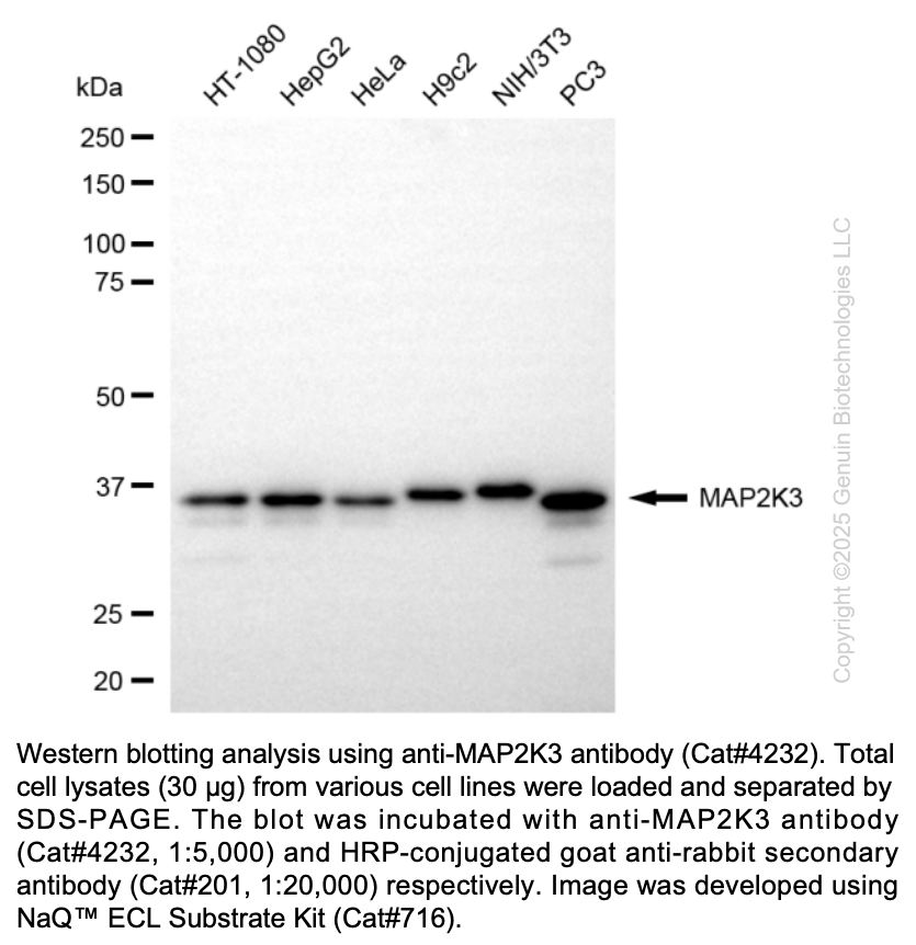 Anti-MAP2K3 Rabbit Monoclonal Ab #4232