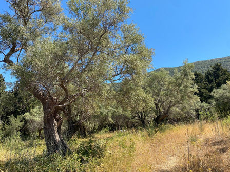 עצי זית במגרש בפורוס עם נוף להרים תחת שמיים כחולים