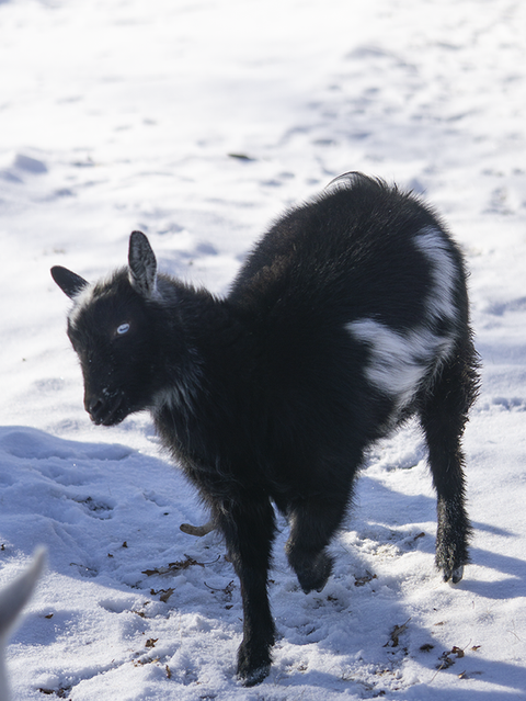 Black and white spotted Nigerian Dwarf doe with blue eyes hopping playing in the snow in Winter