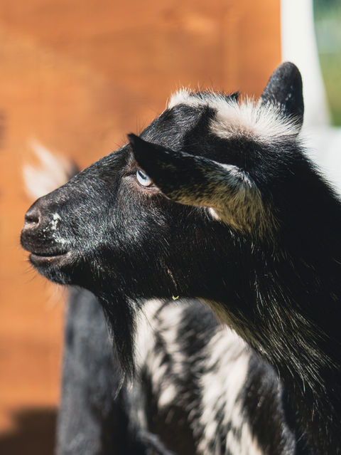 Head portrait of black and white spotted Nigerian Dwarf goat doe nanny with blue eyes in profile