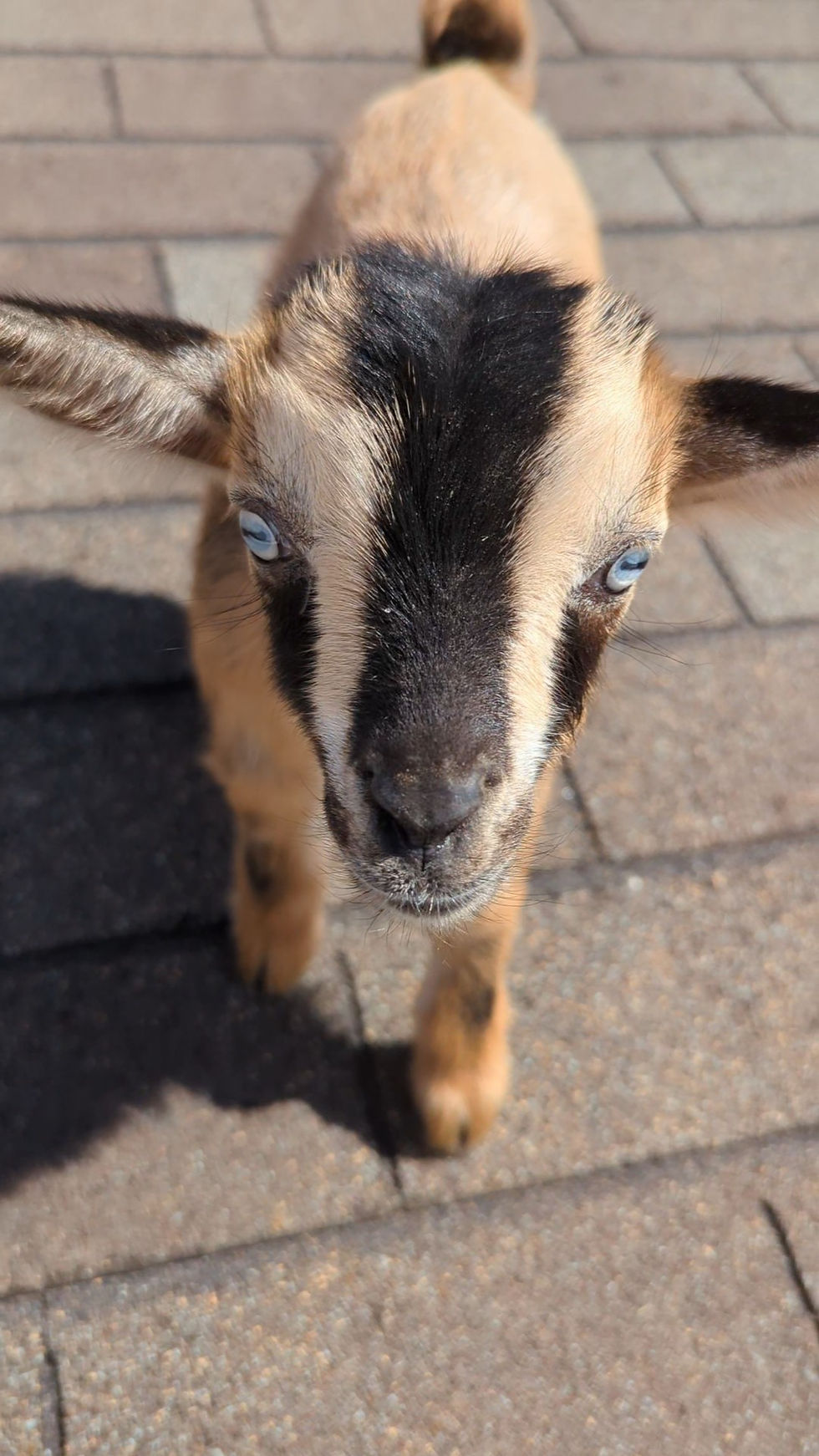 Baby Goat Cuddle Sessions