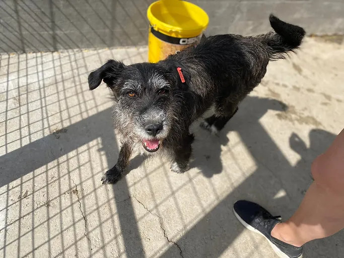 Bea