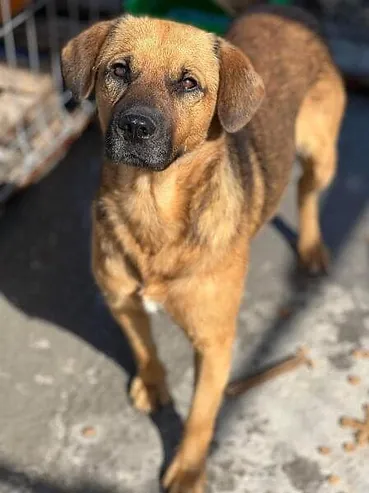 Maverick