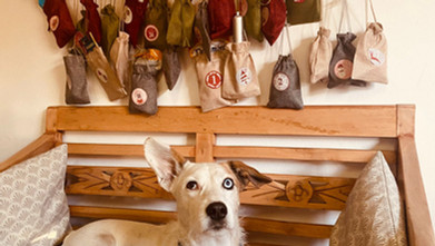 ✨ VERSTEIGERUNG ADVENTKALENDER 🐾✨