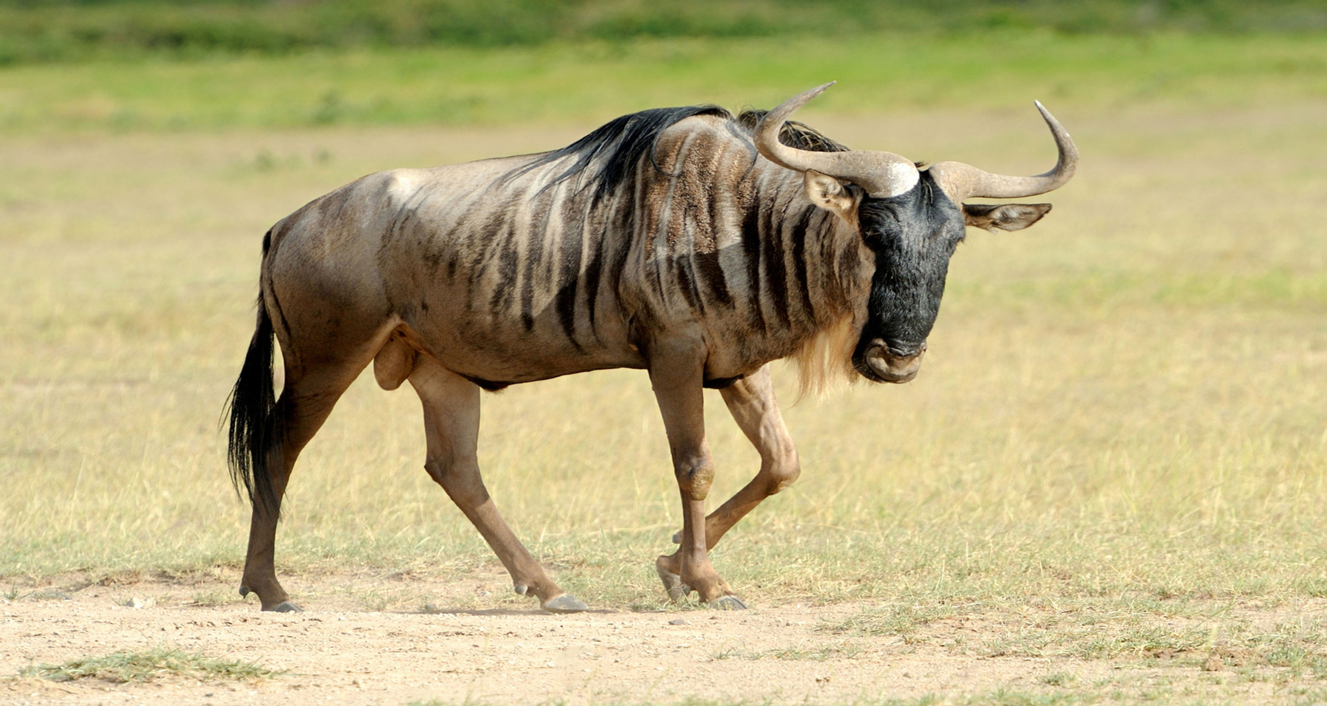 Blue Wildebeest
