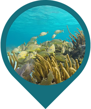 School of yellow fish swimming among vibrant coral reef underwater.