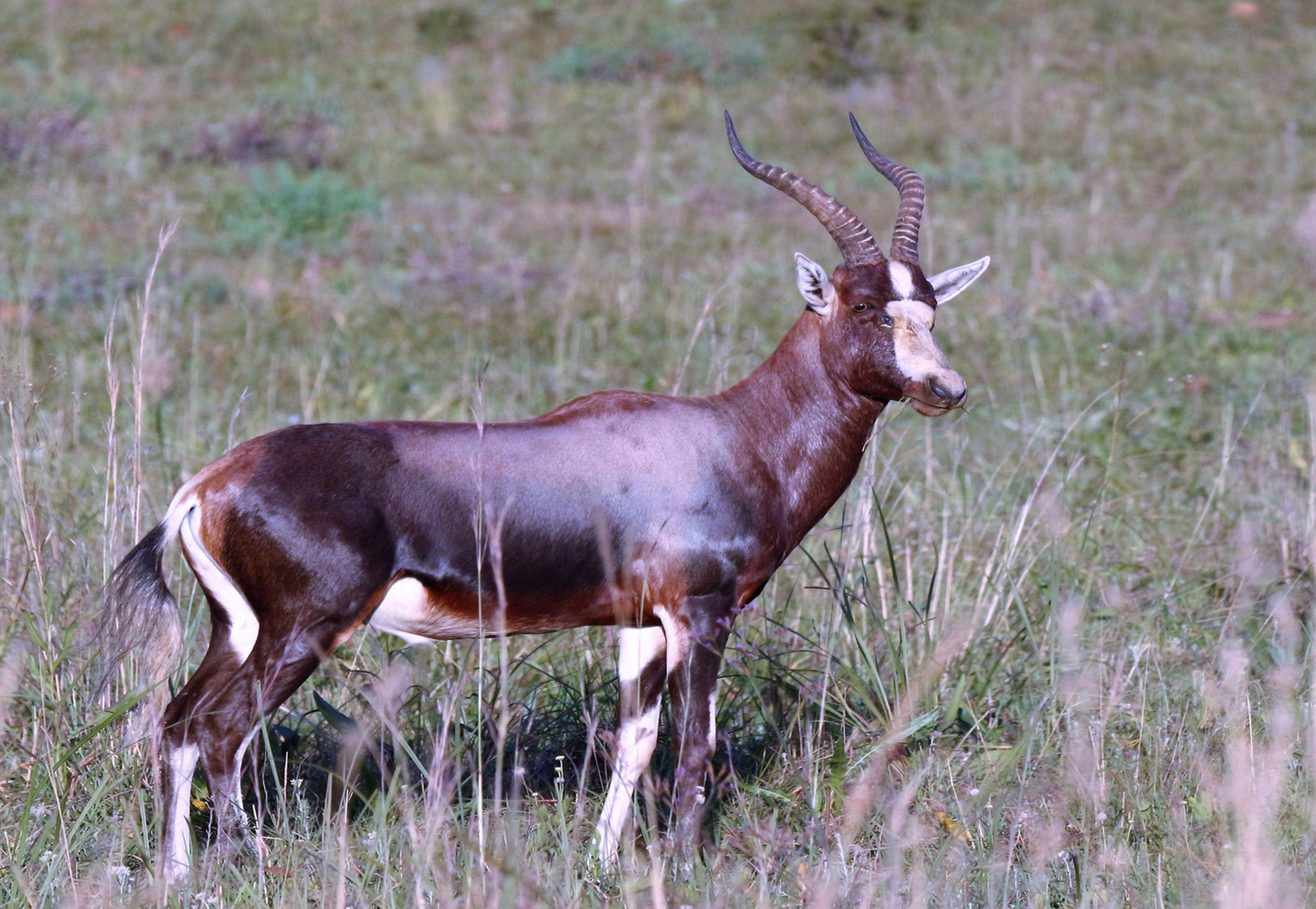 Blesbok