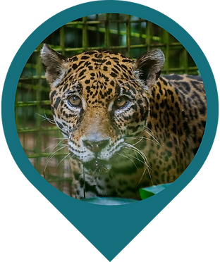 Jaguar with distinctive spotted fur looks intently from inside its enclosure.