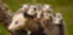best opossum removal