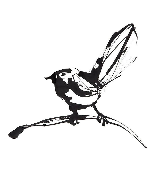 willy wagtail - ink on paper